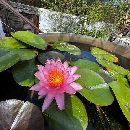 Вилла Lotus Garden - Ile De La Reunion Ravine des Cabris Экстерьер фото